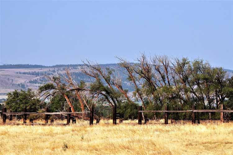trees blown from wind